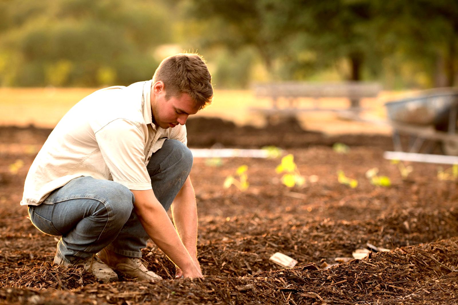 Landscaper planting in a mulched bed